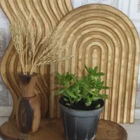 گلدانهای مینیمال فانتزی ساکولنت|گل و گیاه طبیعی|کرج, فاز ۳ مهرشهر|دیوار