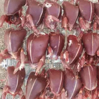 گوشت کبوتر زنده سالم گوشتی