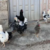 گلین لری پنگوعنی سوپر کلسیونی|حیوانات مزرعه|سرخه حصار, |دیوار