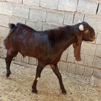 پازن پاکستانی