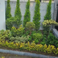 هرس کاج سمپاشی محوطه سازی طراحی|خدمات باغبانی و درختکاری|نوشهر, |دیوار