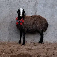 گوسفند ناب و اصیل شال ژن دار دوقلوزا|حیوانات مزرعه|شال, |دیوار