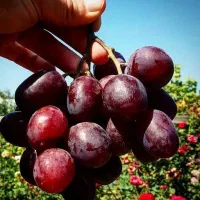 نهال انواع انگورهای داخلی خارجی تولیدکننده نهال|خدمات باغبانی و درختکاری|قوچان, |دیوار