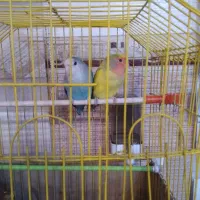 طوطی برزیلی