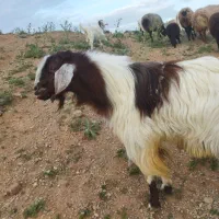 معاوضه نر بز با نربز