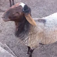 فروش گوسفند