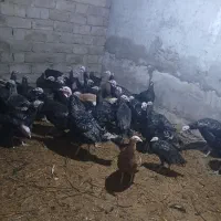 بوقلمون|حیوانات مزرعه|نوشین شهر, |دیوار