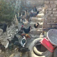 خروس محلی و اردک اسرائیلی زیر قیمت