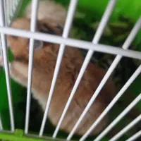 همستر خونگی