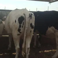 5 راس توخک و یک گاو شکم سوم 3 راس گوساله|حیوانات مزرعه|فریمان, |دیوار