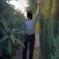 فروش انواع نهال سرو کاج نارنج ازگیل پرتقال