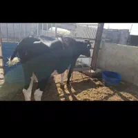 سلام خدمت دامداران عزیز و گرامی