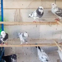 کفتر