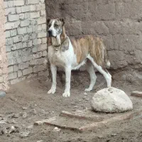 سگ ماده|سگ|خوشاب, |دیوار