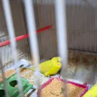 پرنده لوازم برقی درحدنو|لوازم جانبی حیوانات|مشهد, ابوذر|دیوار