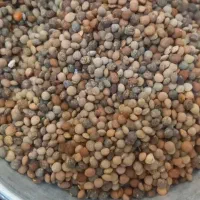 ترخینه روغن محلی|خوردنی و آشامیدنی|هرسین, |دیوار