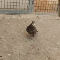 پرنده کبوتر|پرنده|تهران, مسعودیه|دیوار