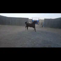کره ماده سرو دم گیر