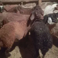 تعدا. ۹ راس گوسفند (کاور)  ماده