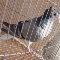 کفتر دمگیر ماده کاکلی