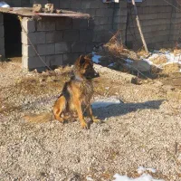 سگ ژرمن نر پلیسی