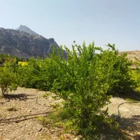 فروش خانه نو ساز با باغ|فروش خانه و ویلا|دهدشت, |دیوار