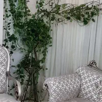 گل پتوس  سانسور یا|گل و گیاه طبیعی|تهران, نعمت‌آباد|دیوار