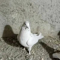 گمشده یک عدد