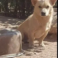 ۴عددپاکوتاه اشمیتز روباهی ۳ماهه