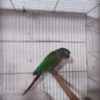 طوطی گرینچیک ماده بالغ کارداده|پرنده|فریدون‌کنار, |دیوار