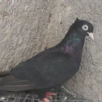 کبوتر