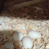 پرنده|پرنده|مشکین‌دشت, |دیوار