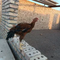 مرغ لاری و جوجه لاری اصیل|حیوانات مزرعه|سبزوار, زینبیه|دیوار