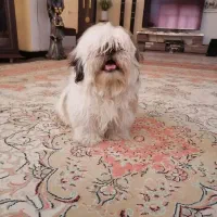 سگ شیتزو سوپر فلت