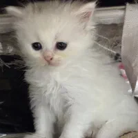 توله گربه پرشین