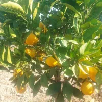 انواع نهال های ممتاز