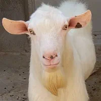چپیش کل سانان