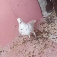 کفتر سار|پرنده|مشهد, امام رضا (ع)|دیوار