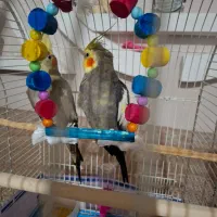 عروس هلندی نر و ماده