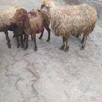 3عددمیش وبره