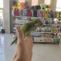 بزرگترین پت شاپ و قصر پرنده در سمنان|پرنده|سمنان, |دیوار