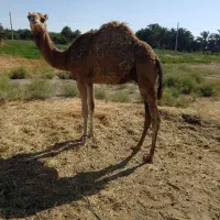 شتر