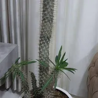 گل طبیعی