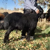 بره نر|حیوانات مزرعه|ایجرود, |دیوار