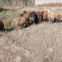 گوسفند بره نر