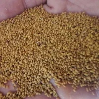 بذریونجه
