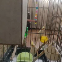 دوعدد عروس هلندی نر و ماده|پرنده|اسلام‌شهر, شهرک لاله|دیوار