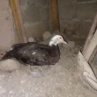 اردک اراعیلی|حیوانات مزرعه|رامیان, |دیوار