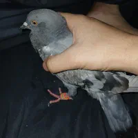 کفتر