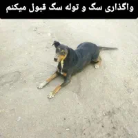 واگذاری سگ توام